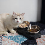 Pet Stainless Steel Bowl Pet Double Night 4.2 ⭐⭐⭐⭐⭐” 200 ratings - brandscluster