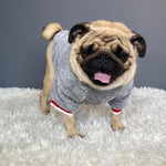 Pet sweater 4.2 ⭐⭐⭐⭐⭐” 200 ratings - brandscluster